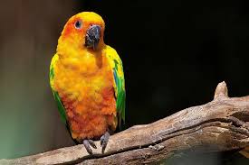 José Hamilton Ribeiro e o Passarinho Verde (Nhandaia)