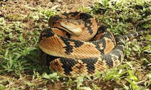 Cobra Sururucucu, atacou o Irmão Zézo