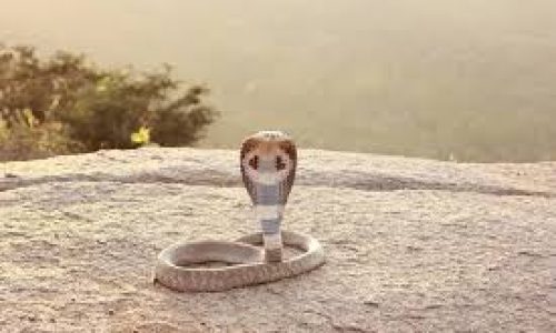 O hipnotizador de cobras