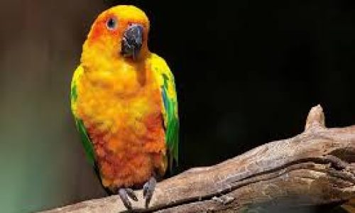 José Hamilton Ribeiro e o Passarinho Verde (Nhandaia)