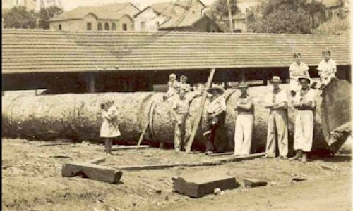 A Peroba Rosa da Fazenda João Bento de Castro.