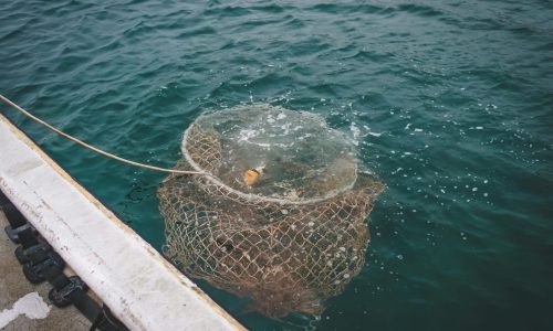 O Pescador de Peixe Frito
