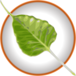 Bodhi Linux: Quando o Minimalismo Encontra a Beleza — Para Quem é Destinado e Qual Tipo de Usuário