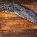 Mojica de Pintado: O Ensopado Cremoso do Pantanal